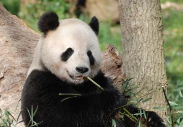 Dzień Pandy